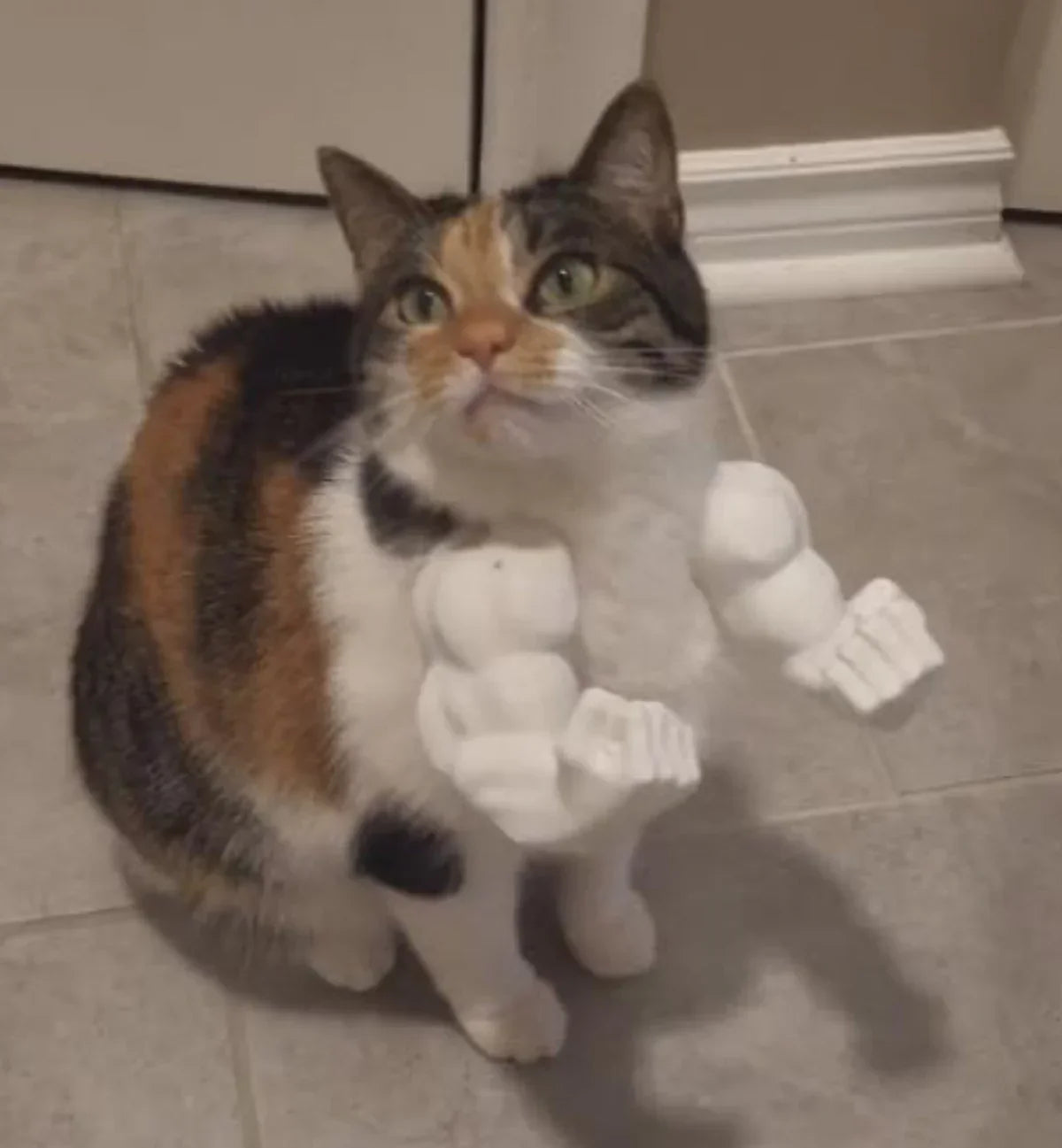 3D Cat Hulks Arms